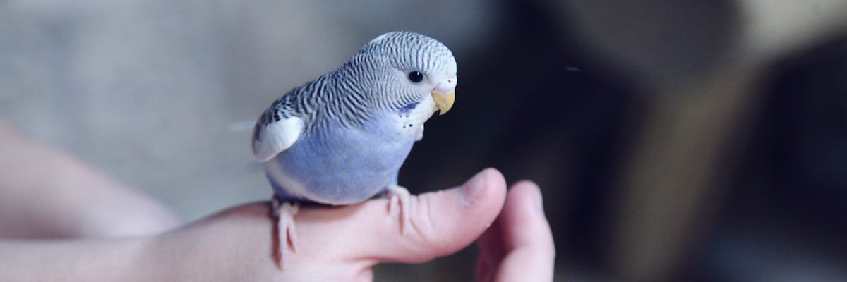 A small grey bird perched on a person's hand