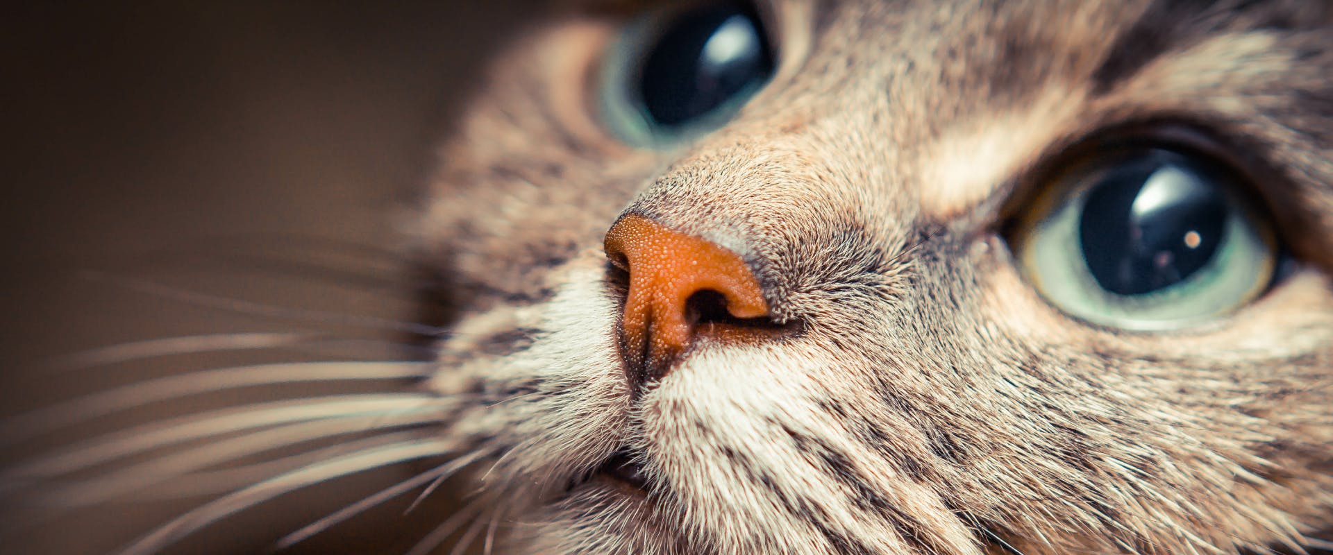 a close up of tabby cat looking above the camera with soft blue eyes and no cat eye discharge