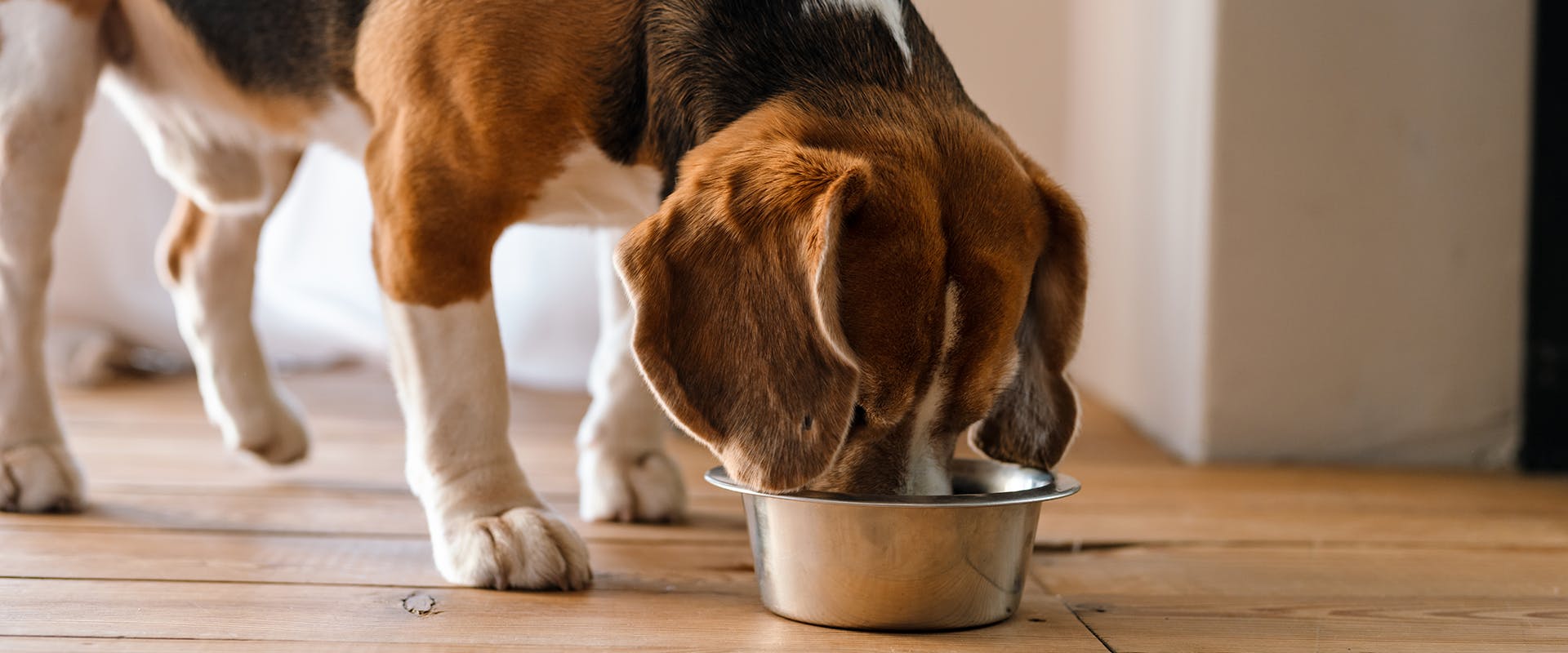 A dog eating from a stainless steel dog bowl