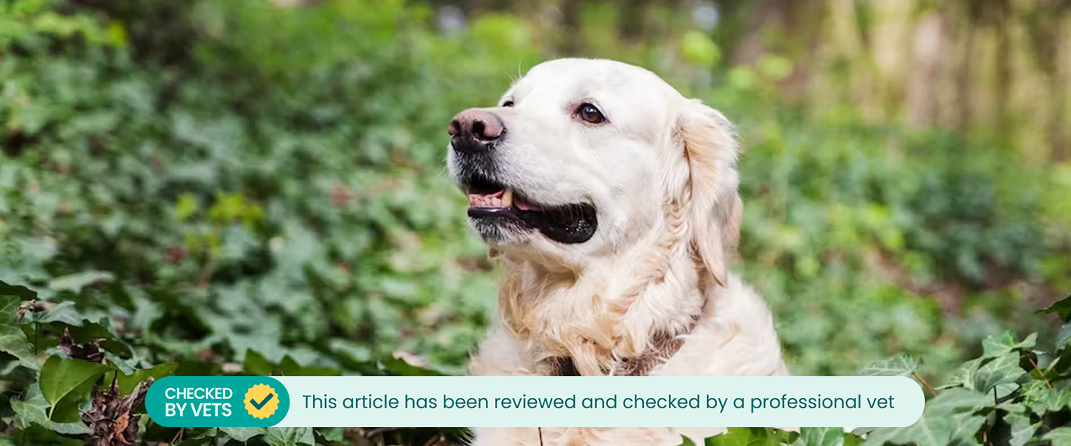 A Golden Retriever sitting near an ivy plant