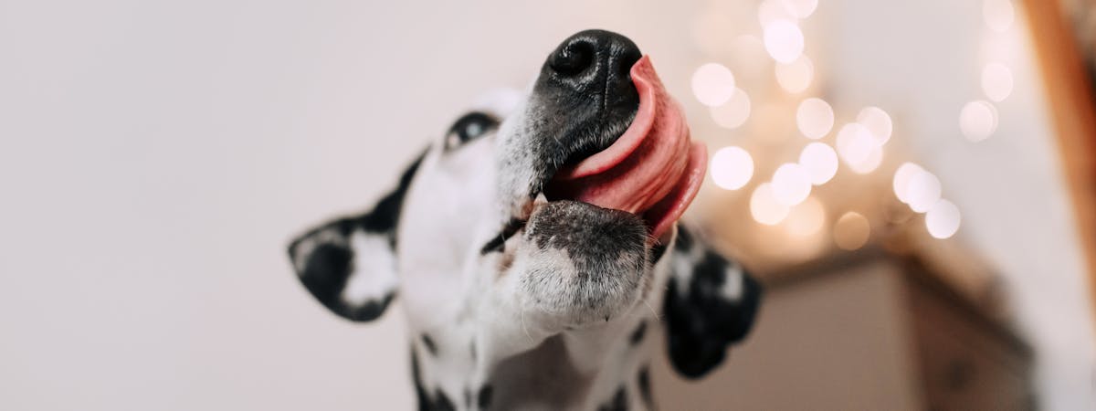 Dalmatian licking his lips