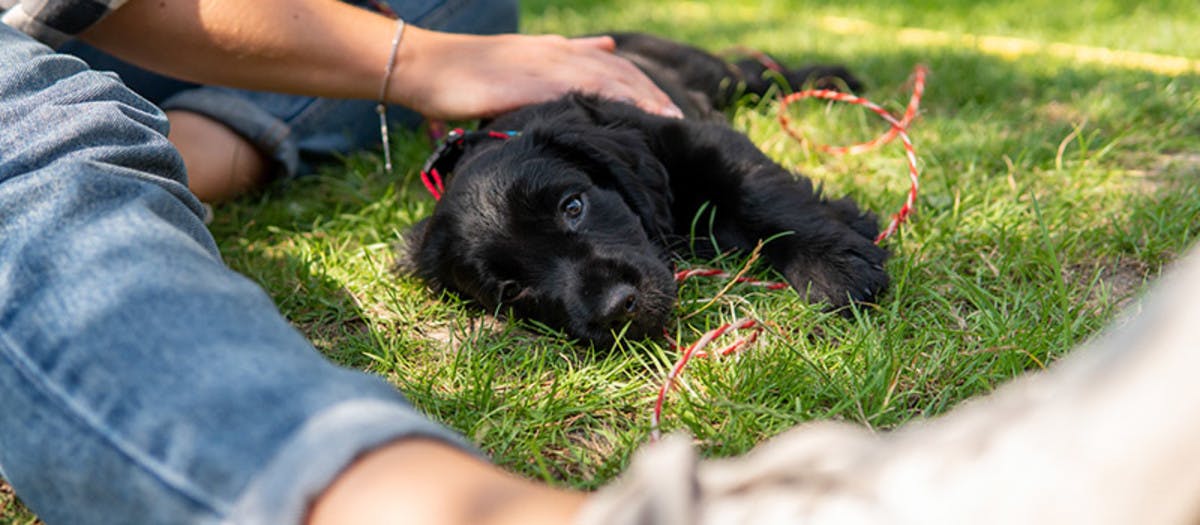 Puppy being stroked in the sunshine.