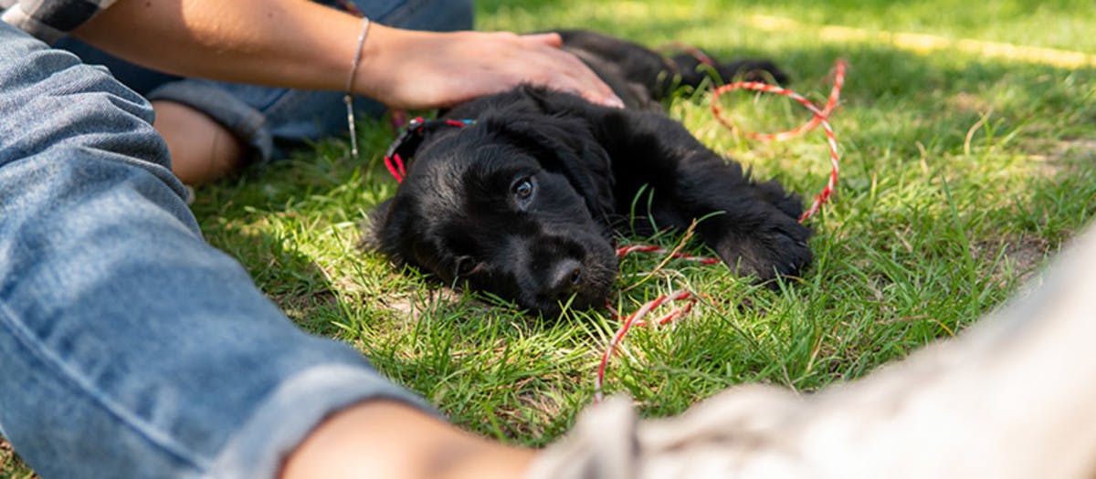 Puppy being stroked in the sunshine. 