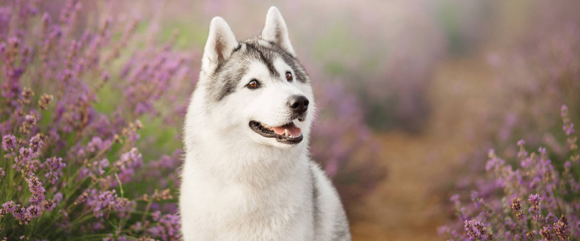 White and grey Husky in a lavender field