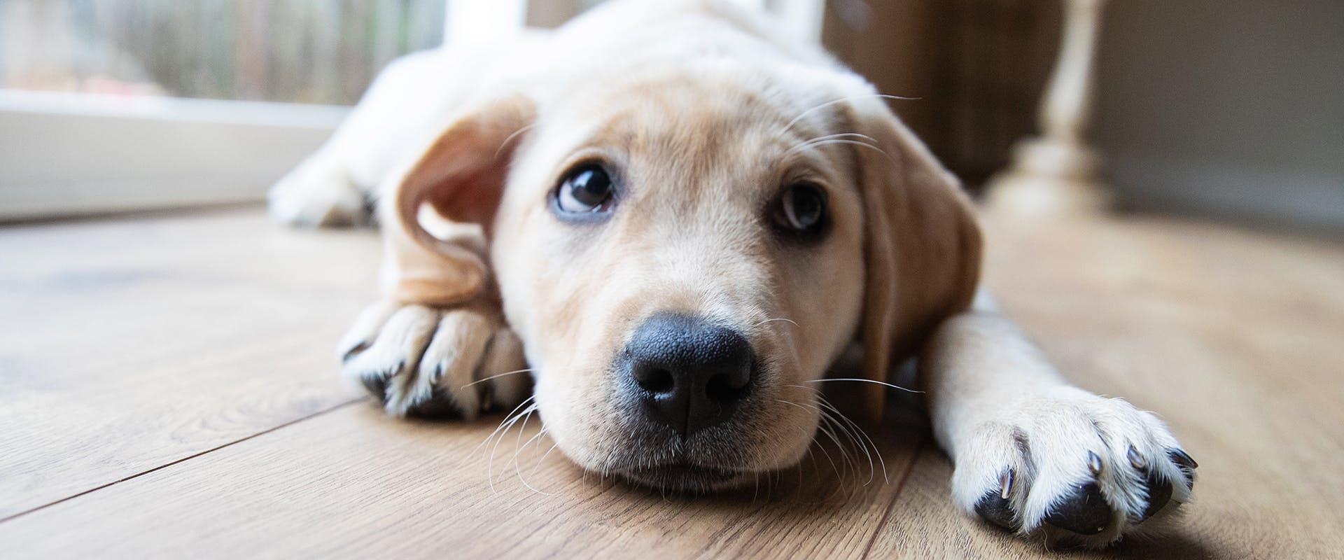 are golden retrievers related to labradors