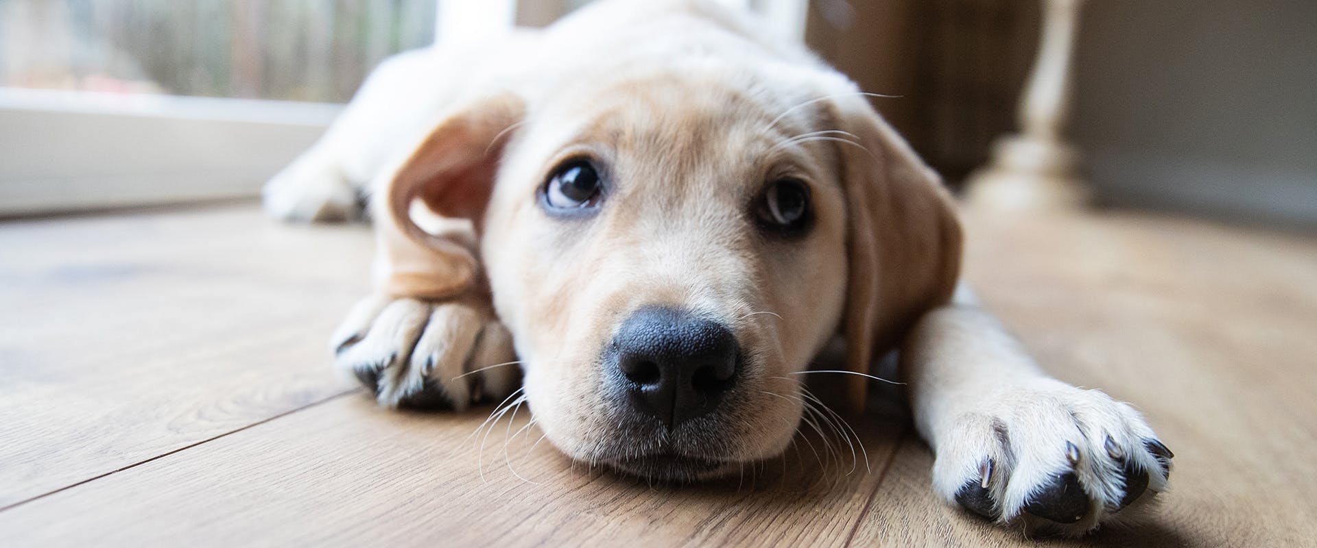 A Labrador puppy looking upwards, sitting on a hardwood floor