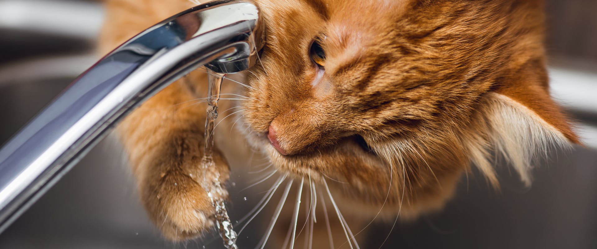 a cat using its paw to touch water coming out of a tap