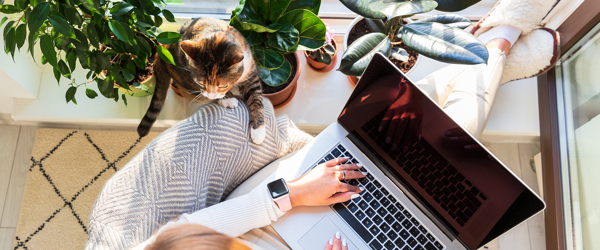 A person sitting on a laptop, a cat trying to get their attention