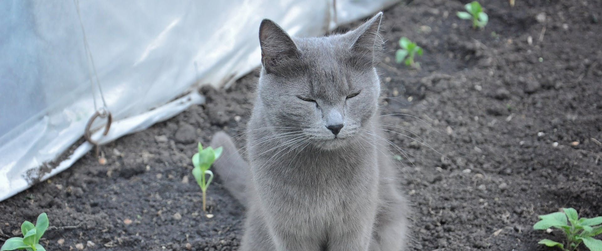 russian blue cat squinting whilst sat in a veg patch