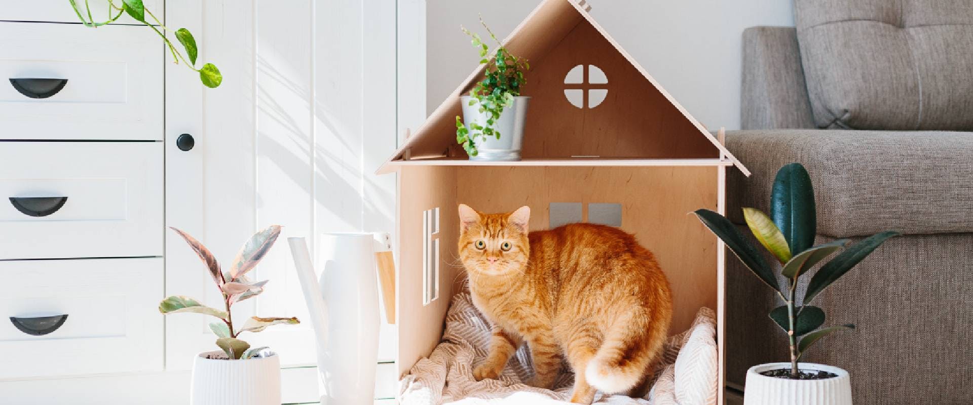 Ginger cat in a cat house