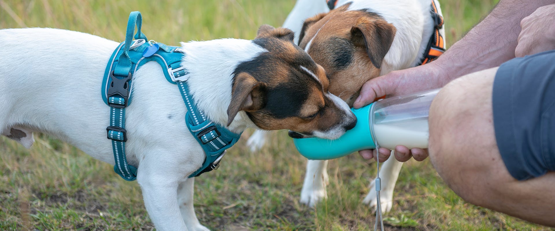 Two dogs drinking from a portable dog water bottle 