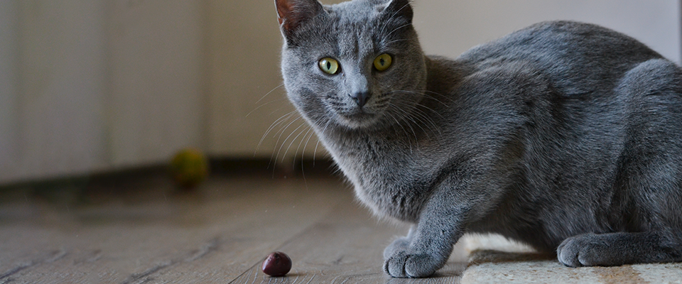 Can Cats Eat Olives?