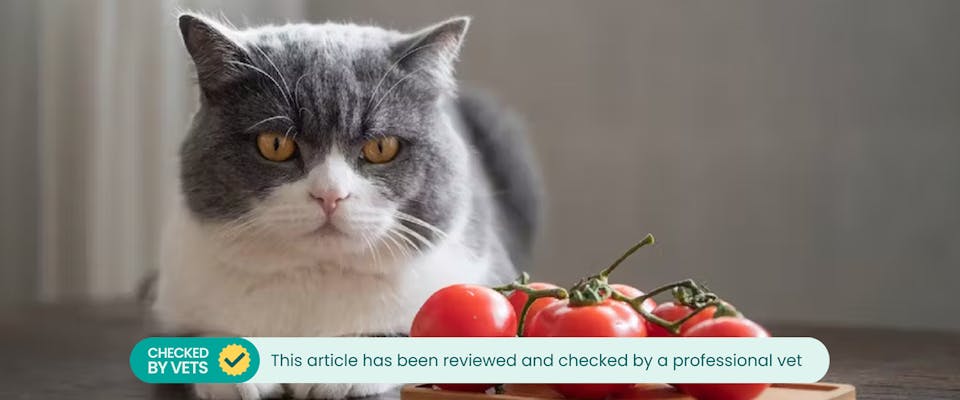 A cat sitting next to a bunch of tomatoes, with a banner placed at the bottom of the image which reads: 'This article has been reviewed and checked by a professional vet' 