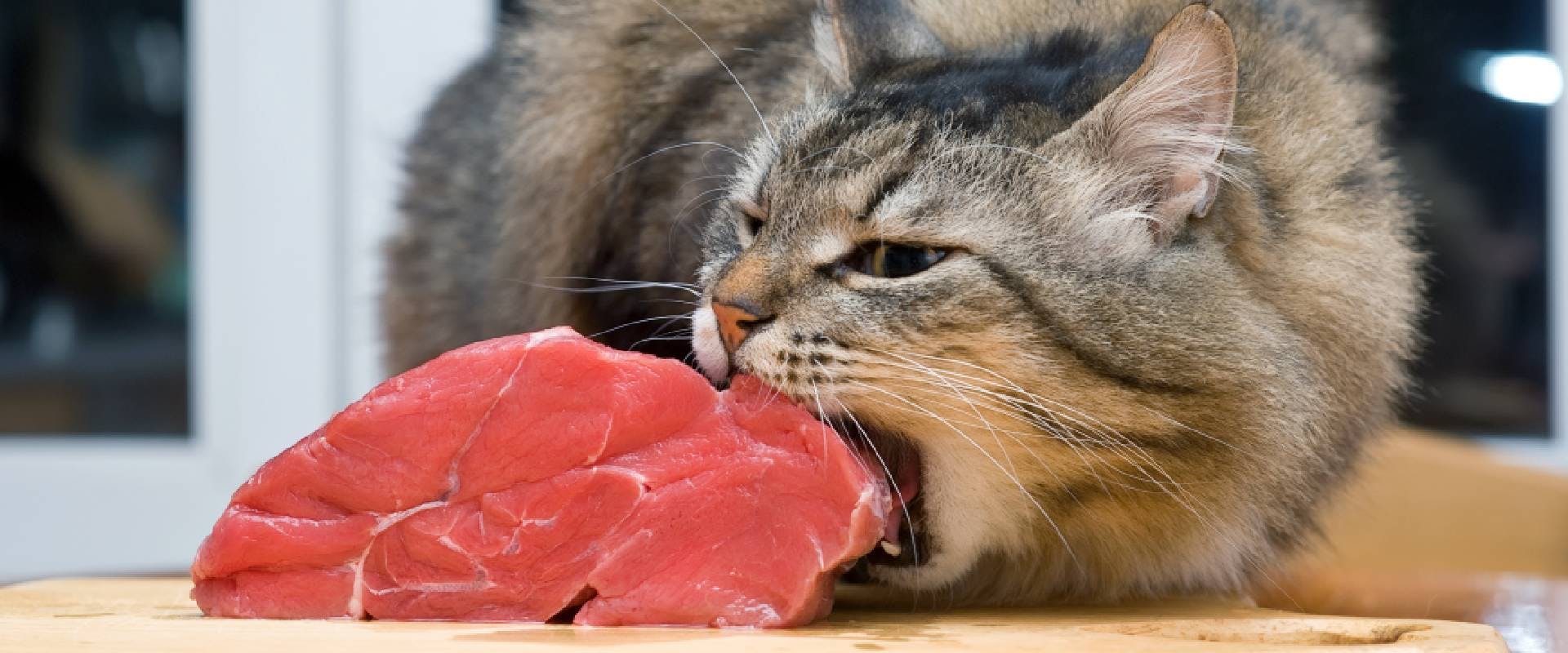 Cat biting into a joint of pork