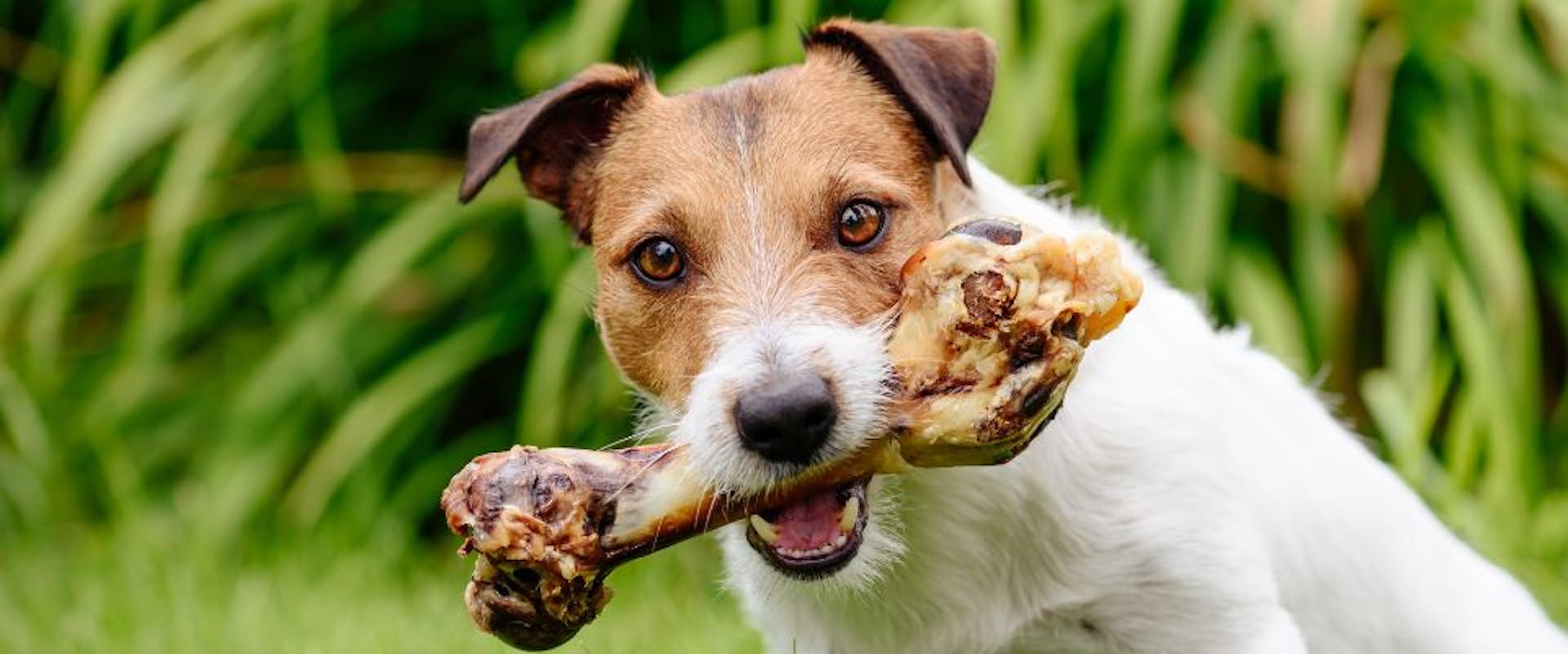 Jack Russell dog with a bone in its mouth