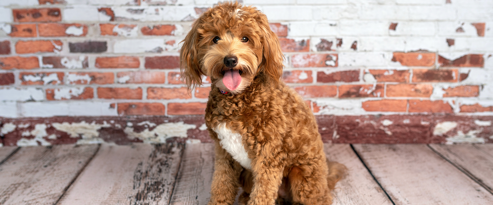 9 Goldendoodle Haircut Styles For Every Occasion TrustedHousesitters Com   3b0d23fd 8ac4 4f94 96a4 705e2752e9aa Goldendoodle Haircut Ideas 