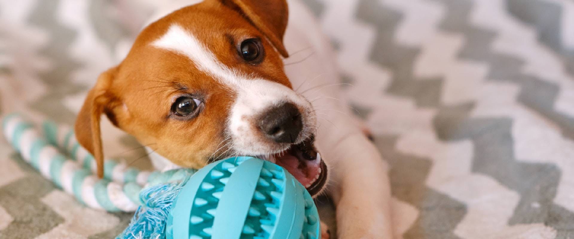 Jack Russell Terrier puppy playing with toy