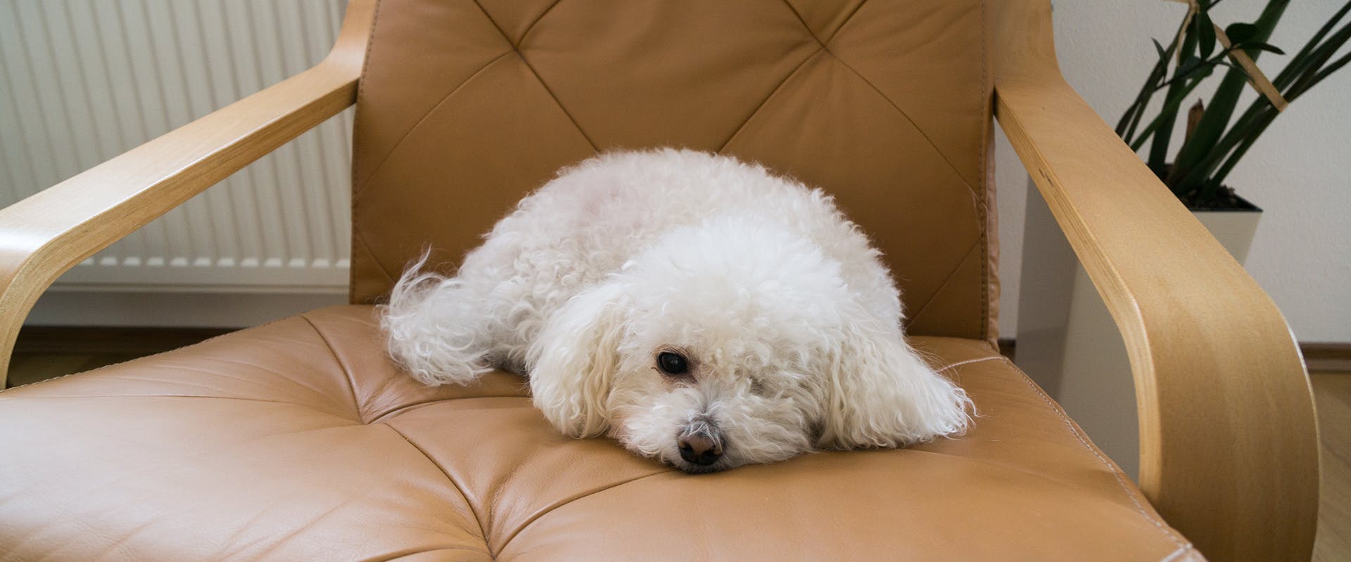 A Bichon Frise sitting on a large leather arm chair