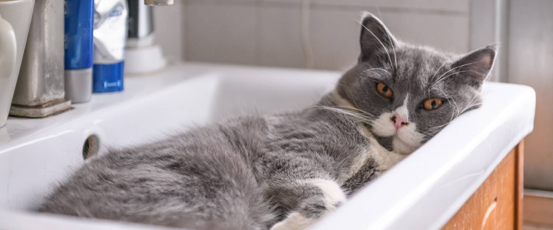 Cat in a bathroom sink