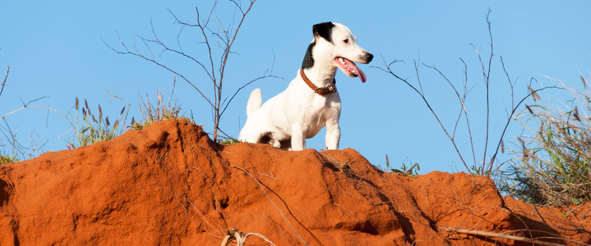 a white and black terrier dog on the red sandcliffs in alice springs 