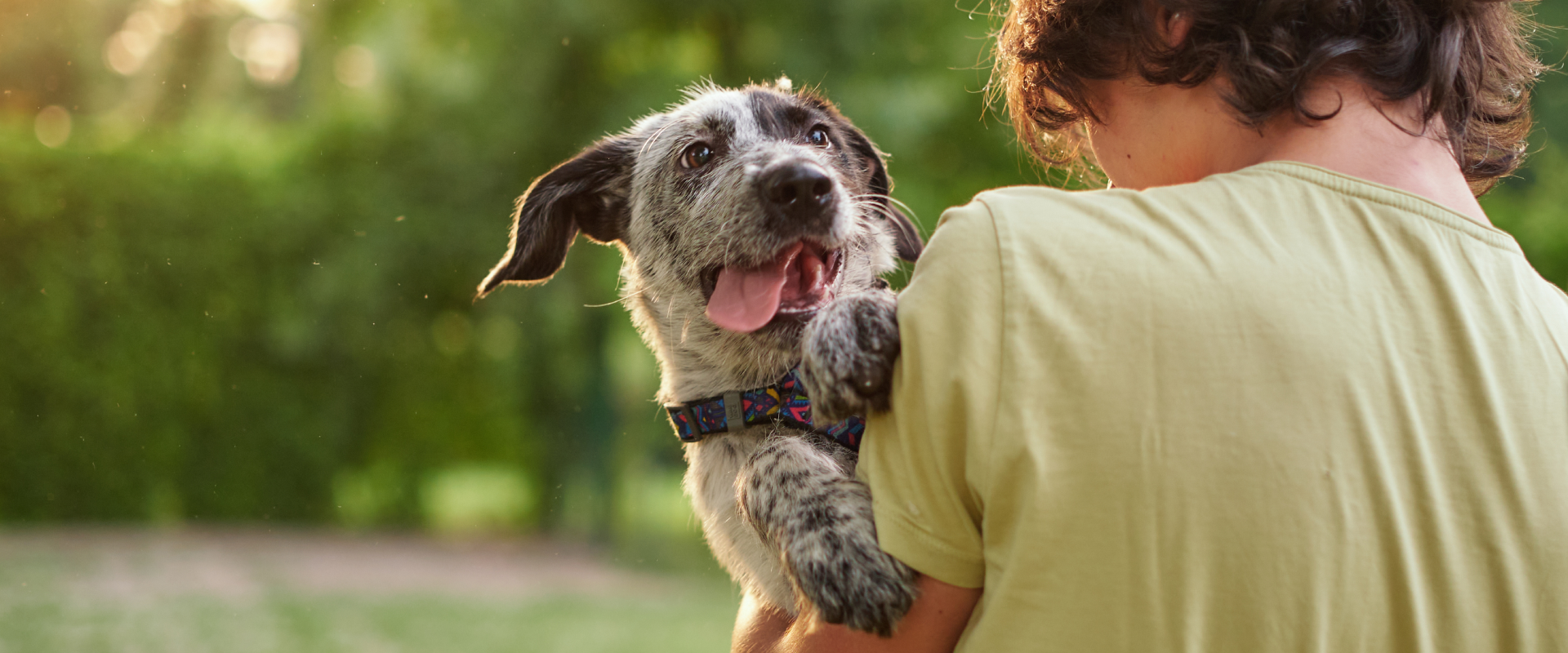 Why does my dog follow me everywhere?