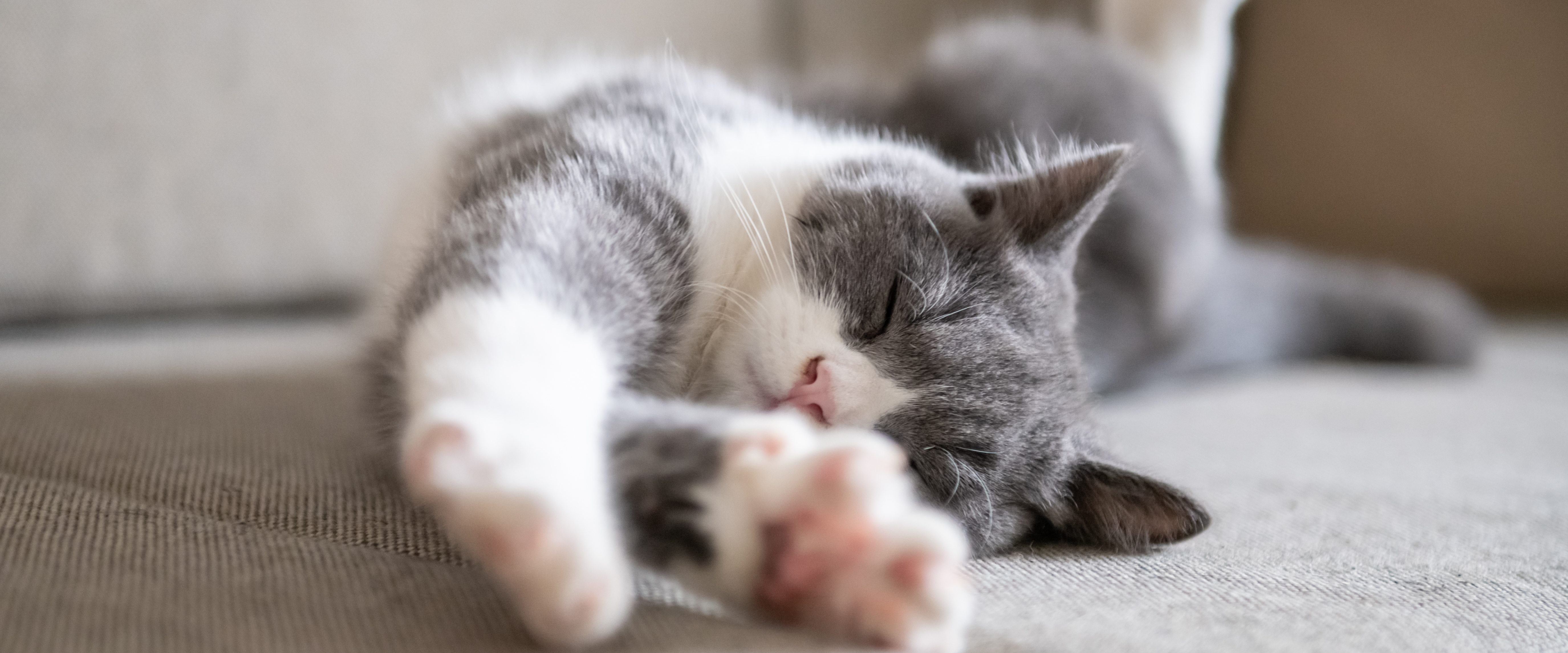 Grey cat stretching and trilling