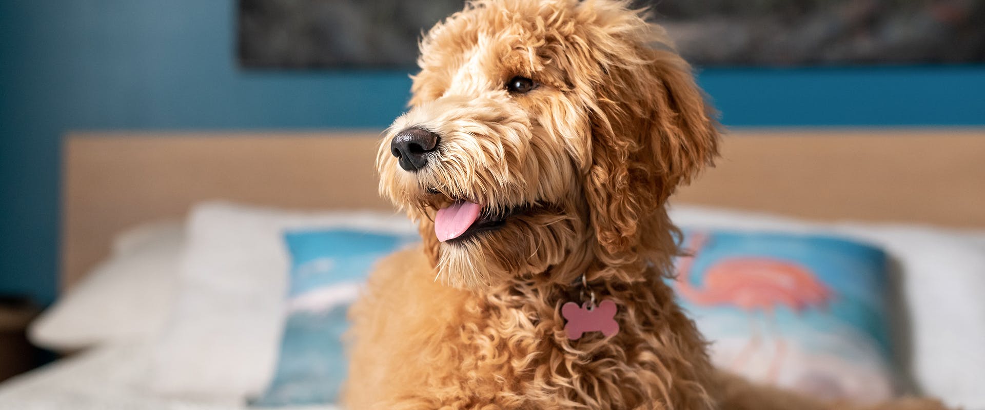 A Goldendoodle, mixed dog breed