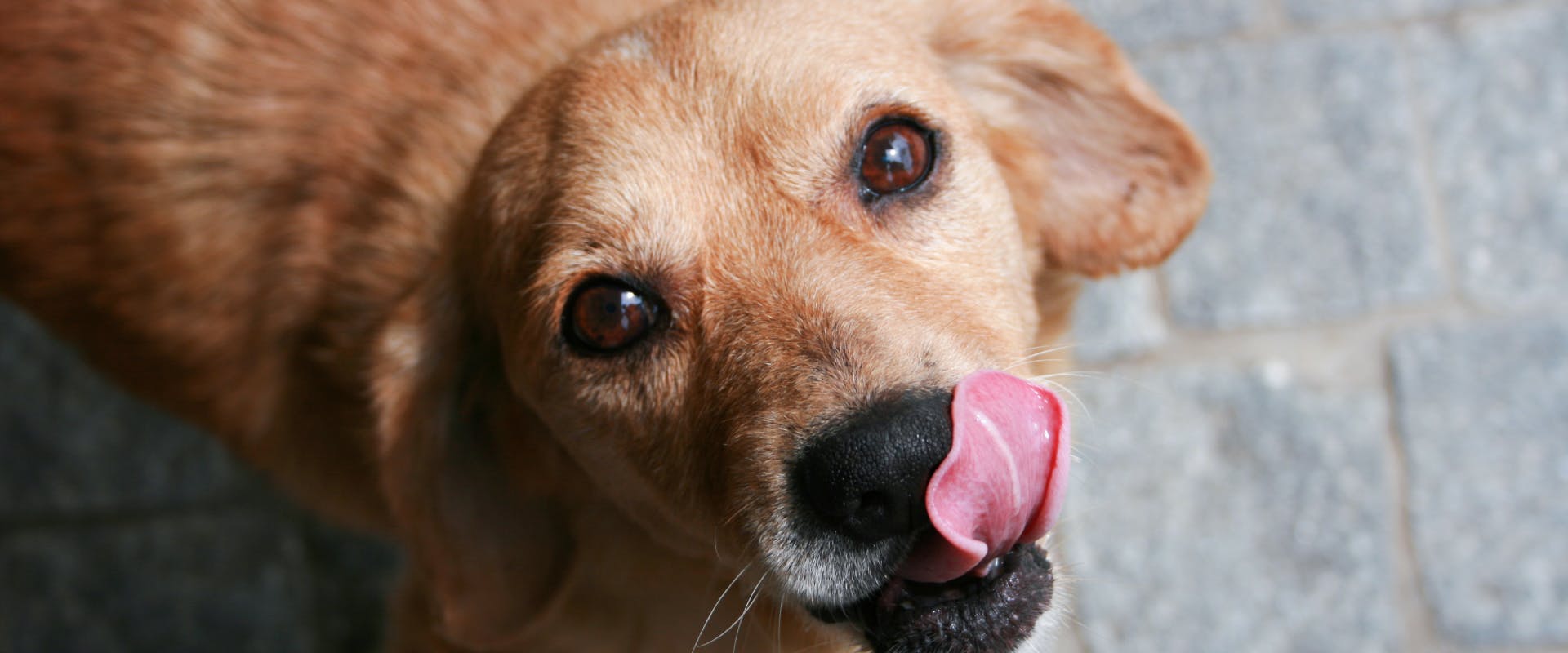 A dog lick its lips.