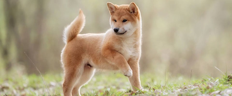 Shiba Inu - a dog that looks like a fox