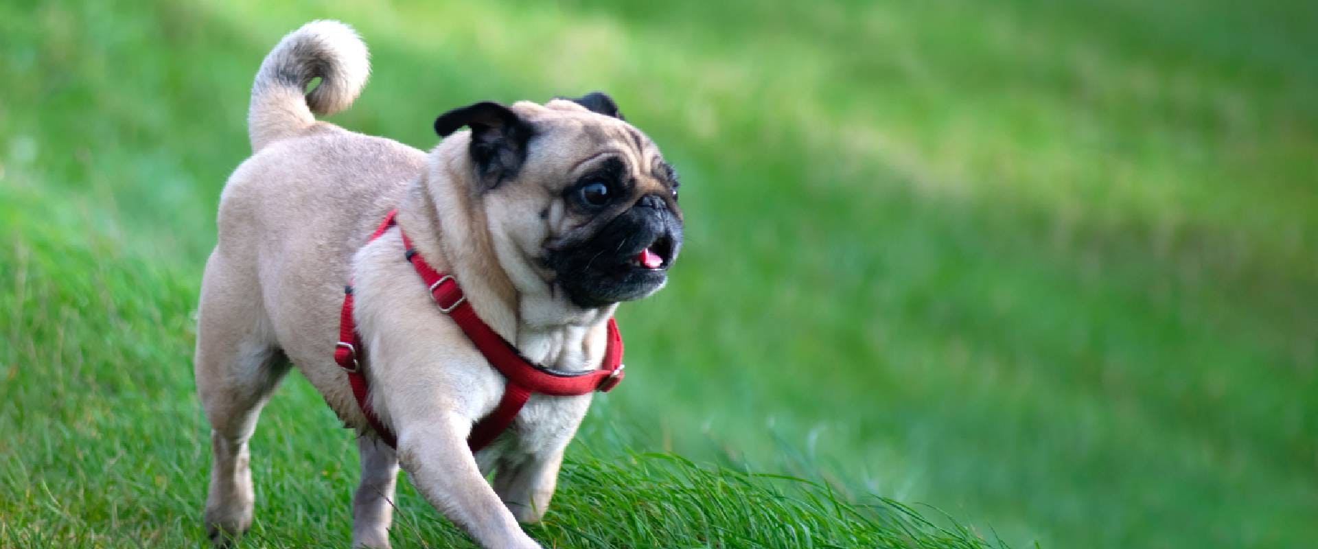 Pug wearing a red harness walking on grass
