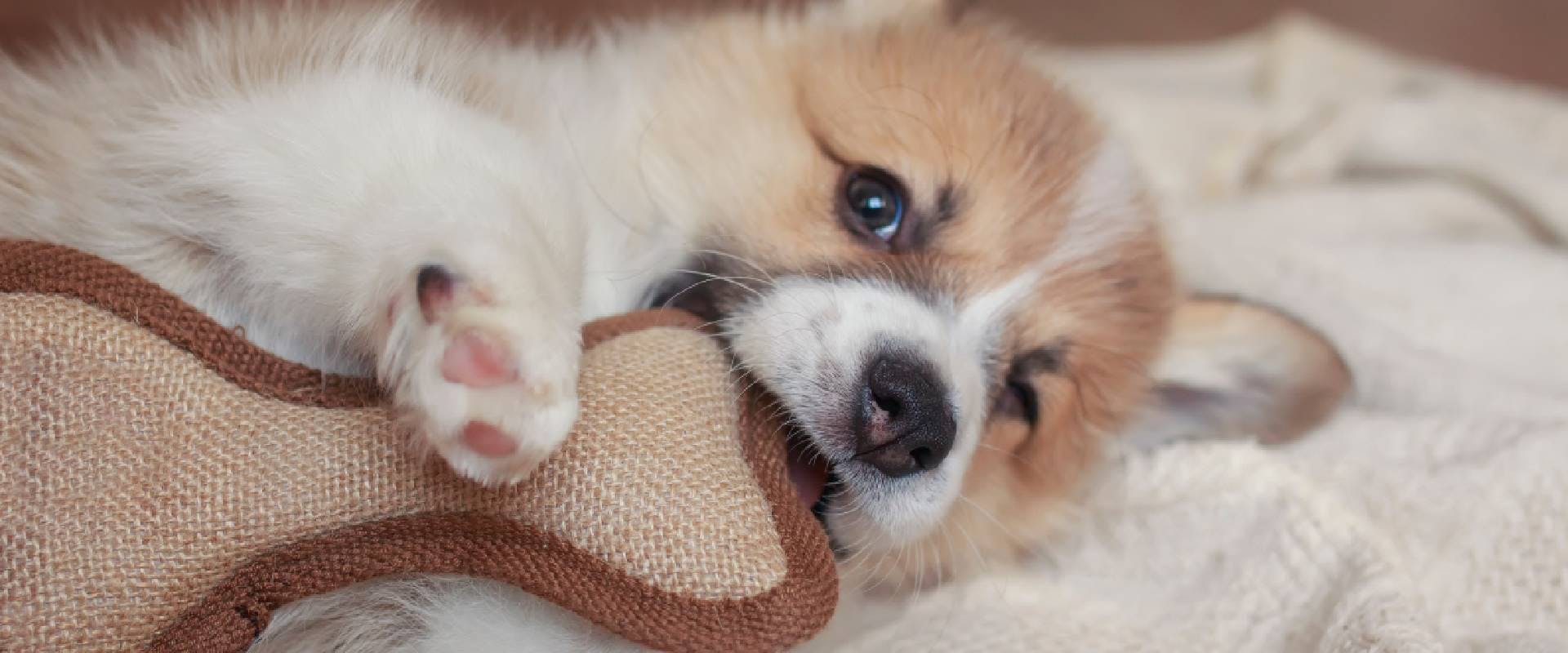Corgi dog puppy lying and nibbling a toy
