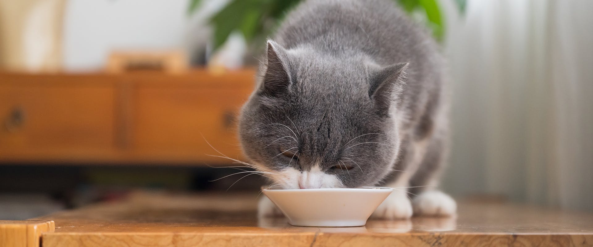 A cat eating from a white cereal bowl