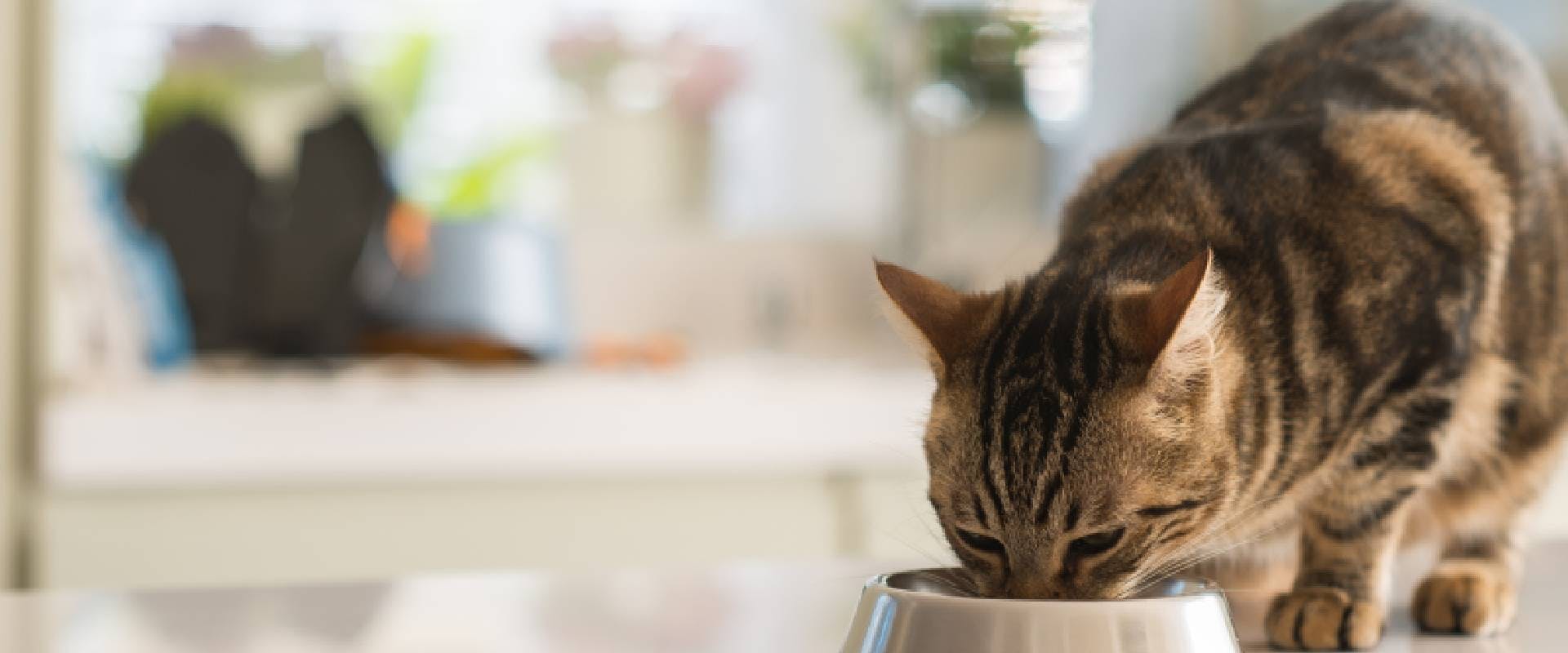 Cat eating from a metal bowl