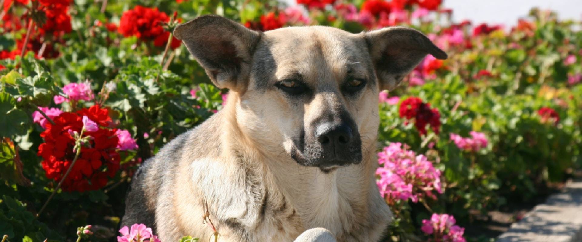 Dog sat in a flower bed