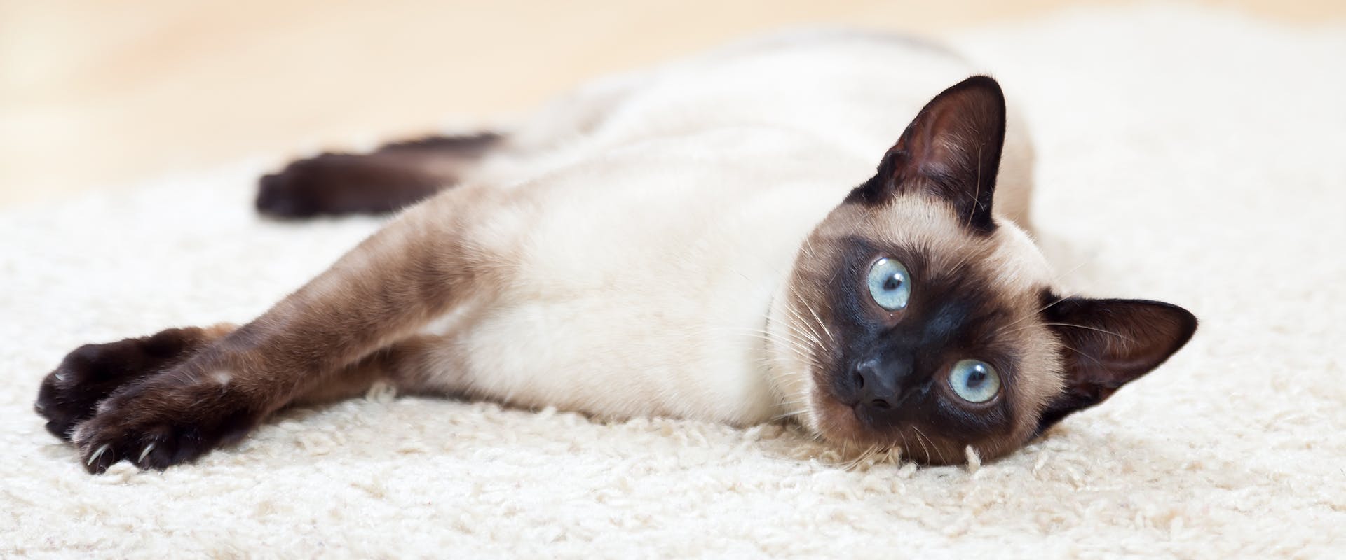 A Siamese cat laying on a fluffy white rug