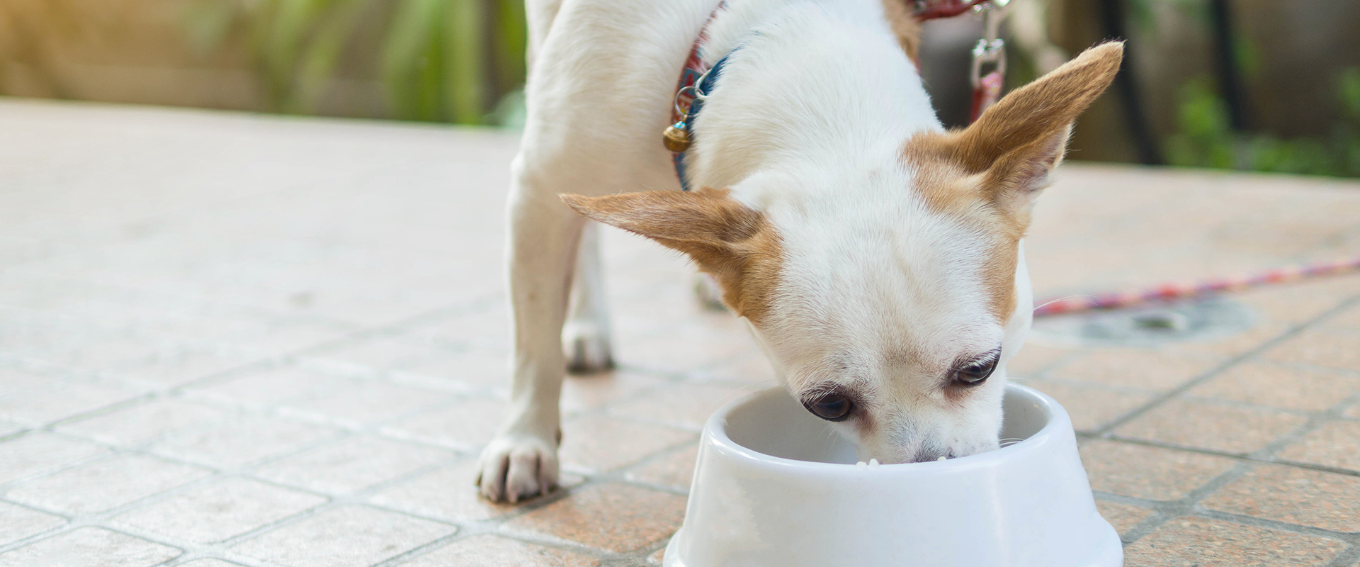 10 Of The Best Natural And Organic Dog Foods Photo Inspiration