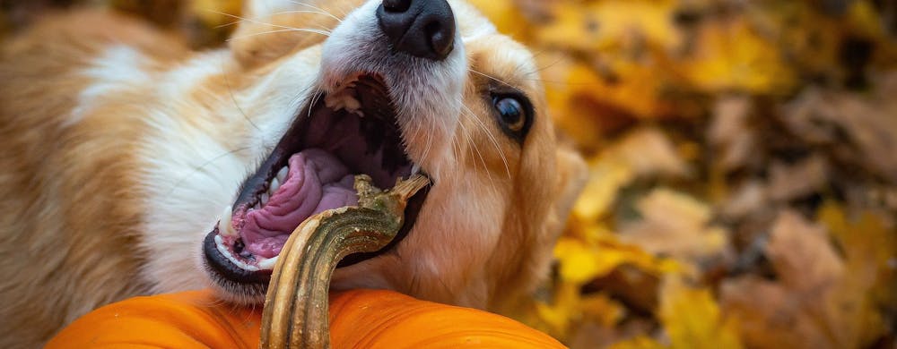 A corgi dog chewing a pumpkin