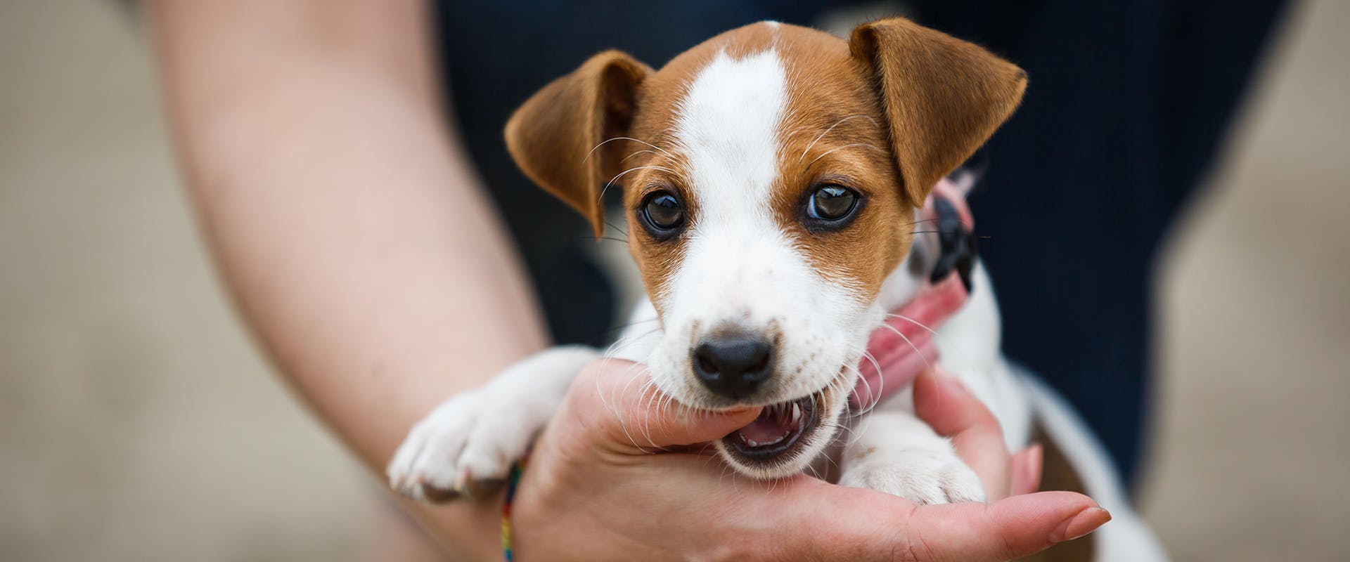Puppies Jack Russell Terrier And Kids Long Haired Jack Russell