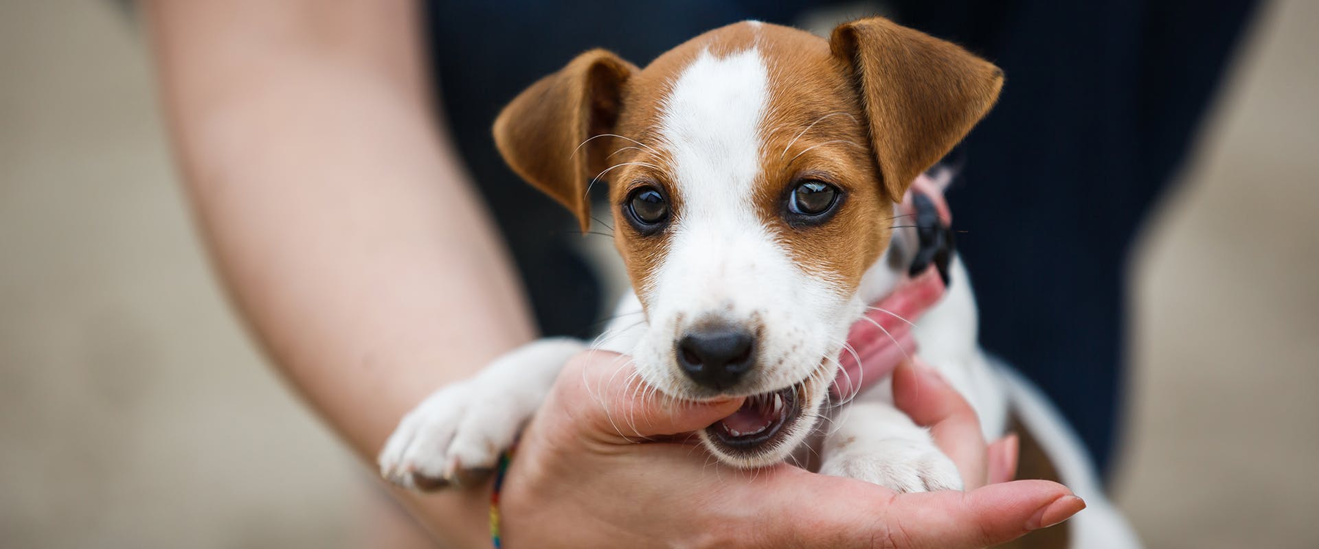 A cute Jack Russell puppy, playfully nipping a person's thumb