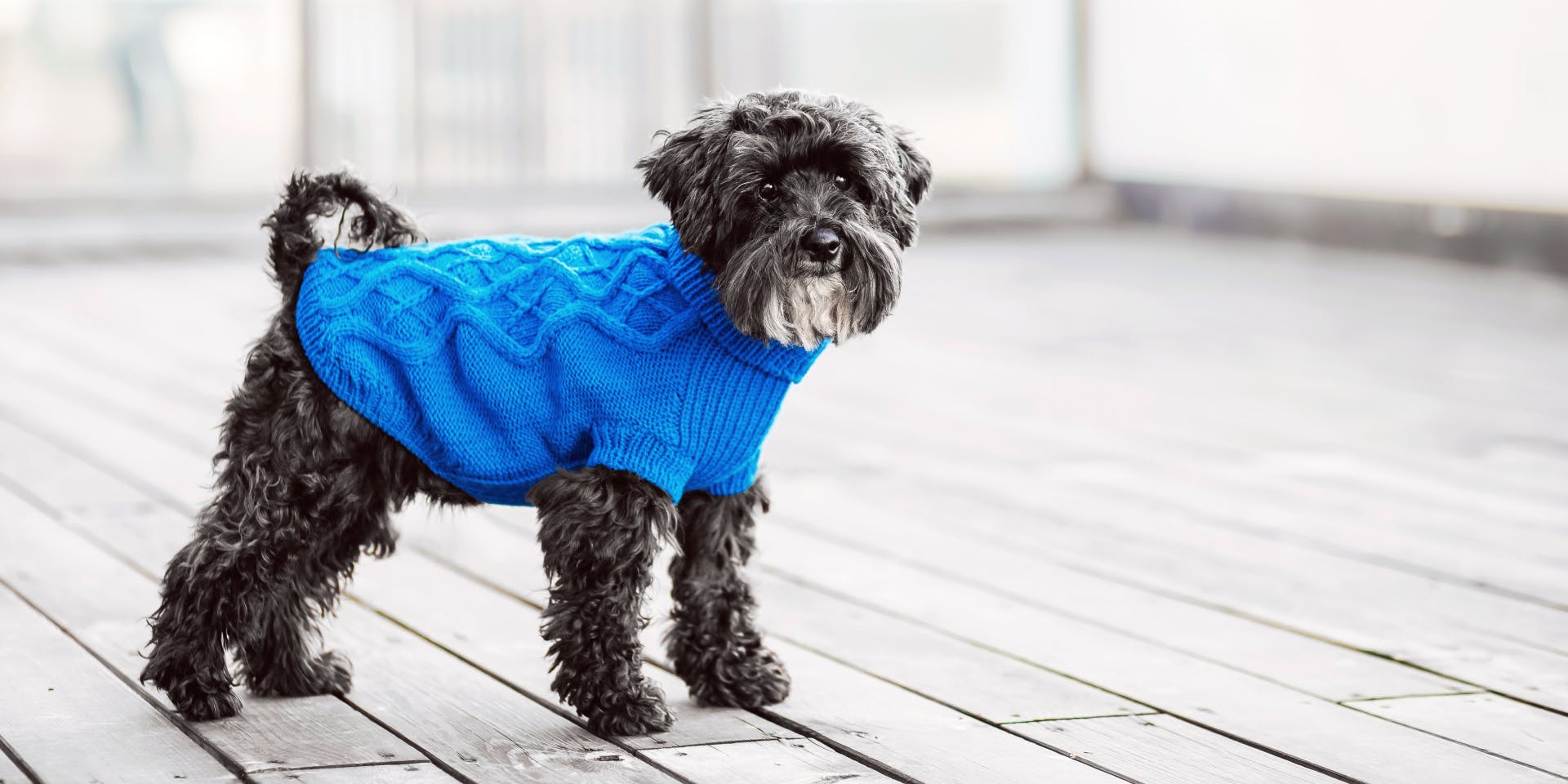 Dog with blue knitted sweater.