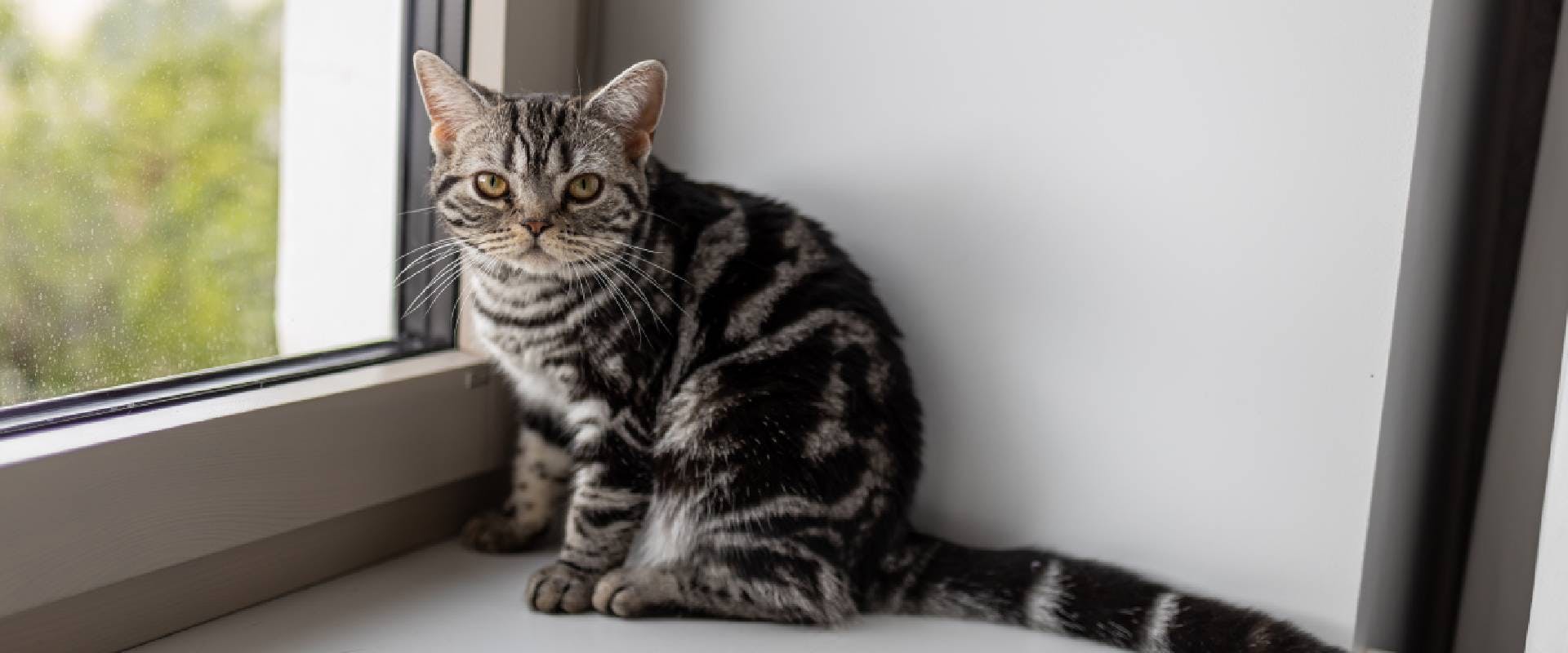 American Shorthair is sitting on the windowsill