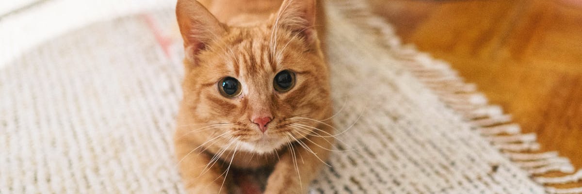 New Simon's Cat video focuses on cat sounds