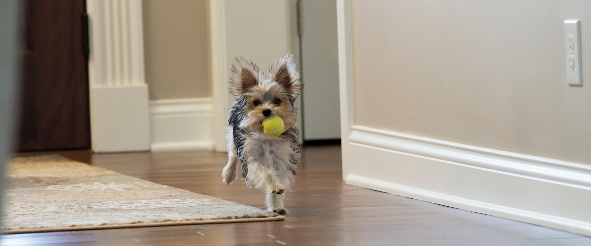 A small dog with the zoomies, running through a house with a ball in its mouth