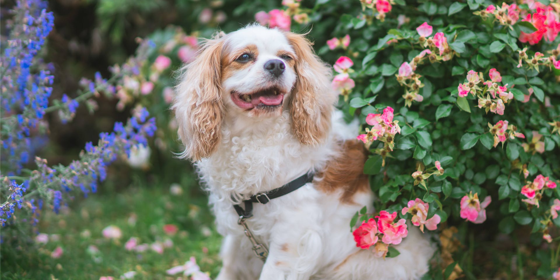 Dog in flower garden