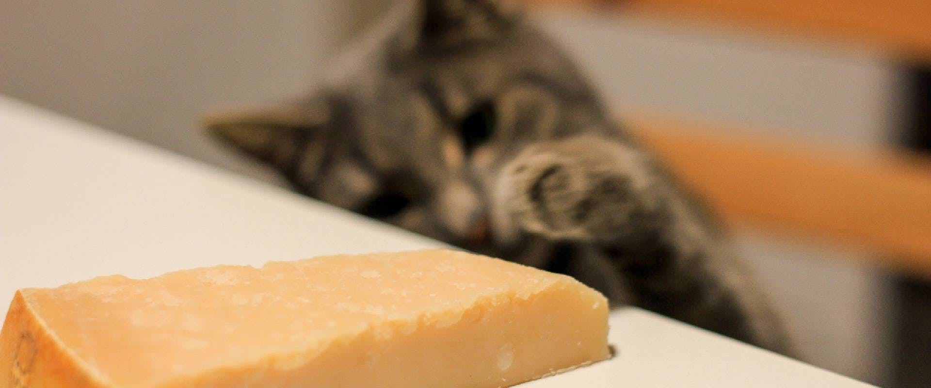 Cat reaching for cheese