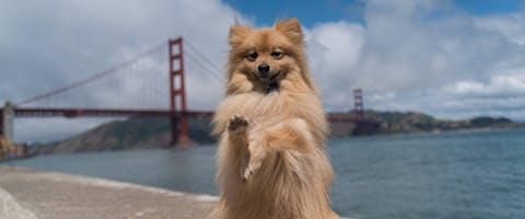 Pomeranian dog at Golden Gate Bridge, San Francisco 