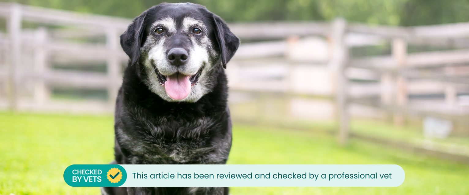 elderly dog sitting in a field facing the camera