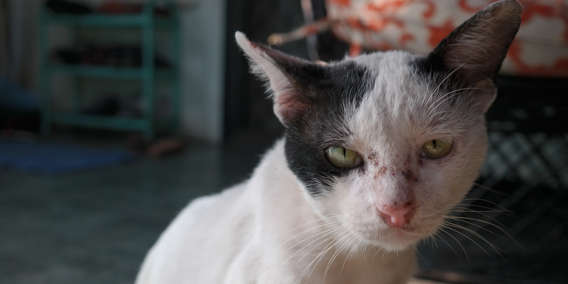 A badass black and white cat with green eyes.