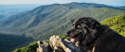 Dog hiking at Shenandoah National Park in Virginia