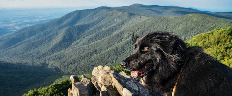 Dog hiking at Shenandoah National Park in Virginia